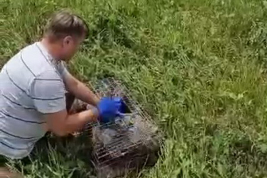 Полторы тысячи фазанов выпустили в леса Гагаузии